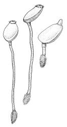 Buxbaumia aphylla, habits with capsules. Drawn from A.J. Fife 7323, CHR 406488 and K.W. Allison 634, CHR 532687. 
 Image: R.C. Wagstaff © Landcare Research 2014 